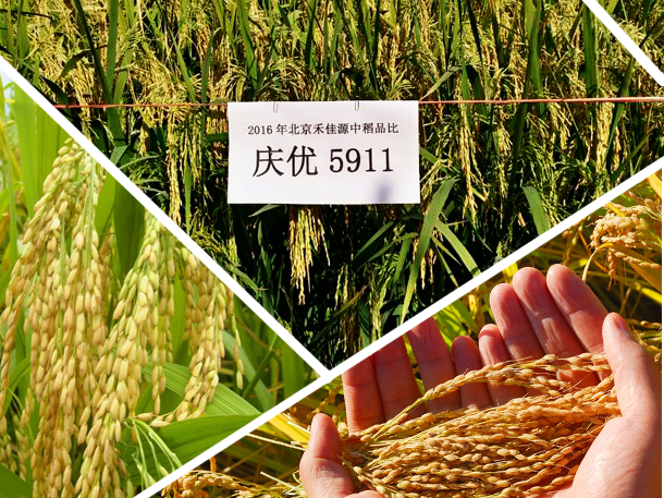禾佳源水稻品种