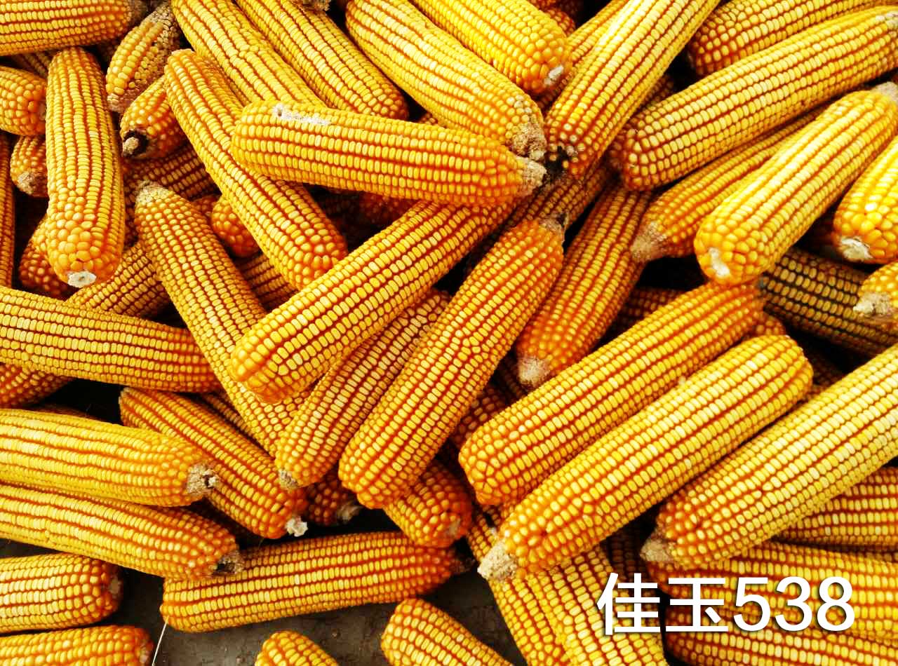 玉米 佳玉538 玉米 佳玉538