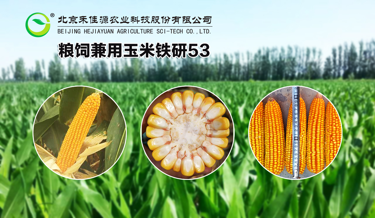 铁研53