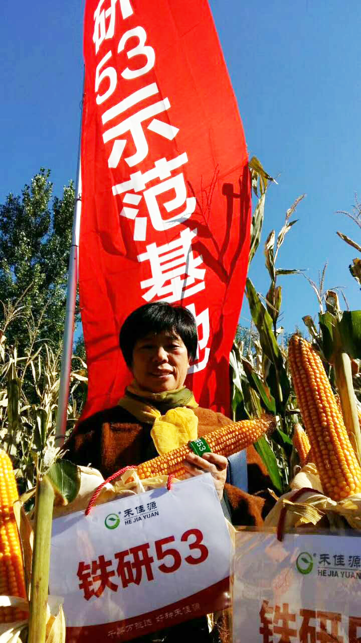 农户种植的铁研53 农户种植的铁研53