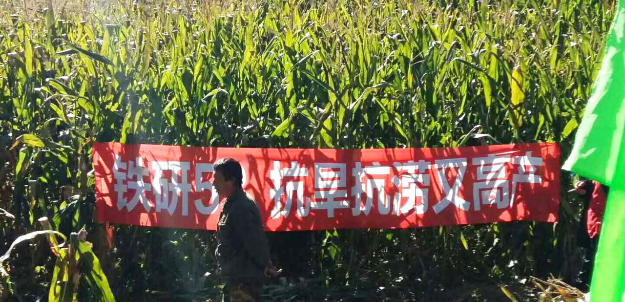 铁研53表现 铁研53表现