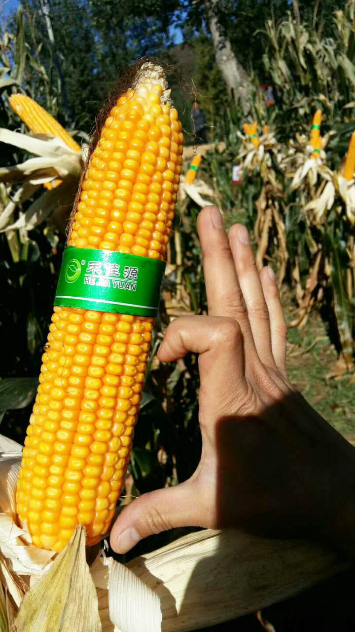 铁研53 铁研53
