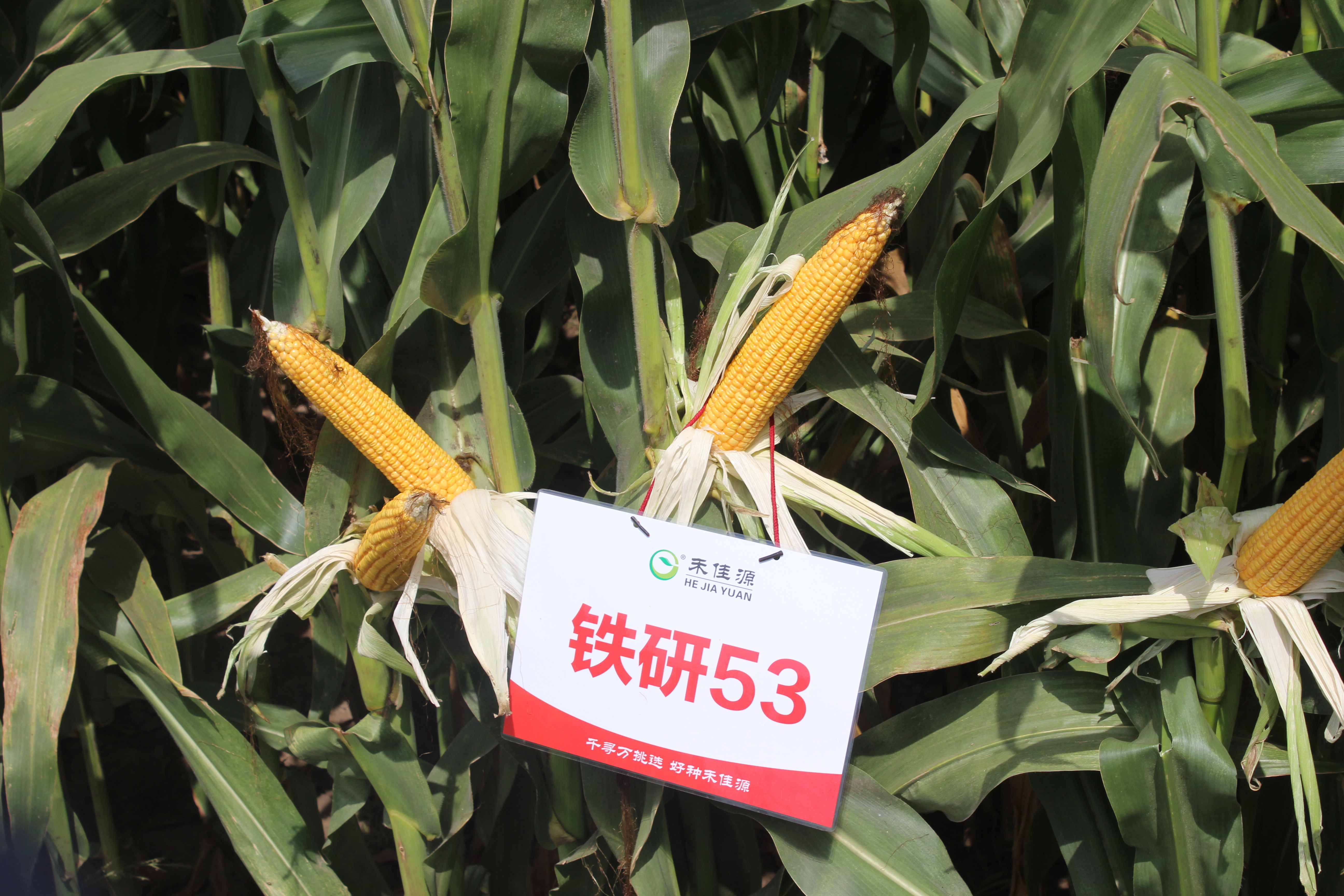 玉米品种铁研53