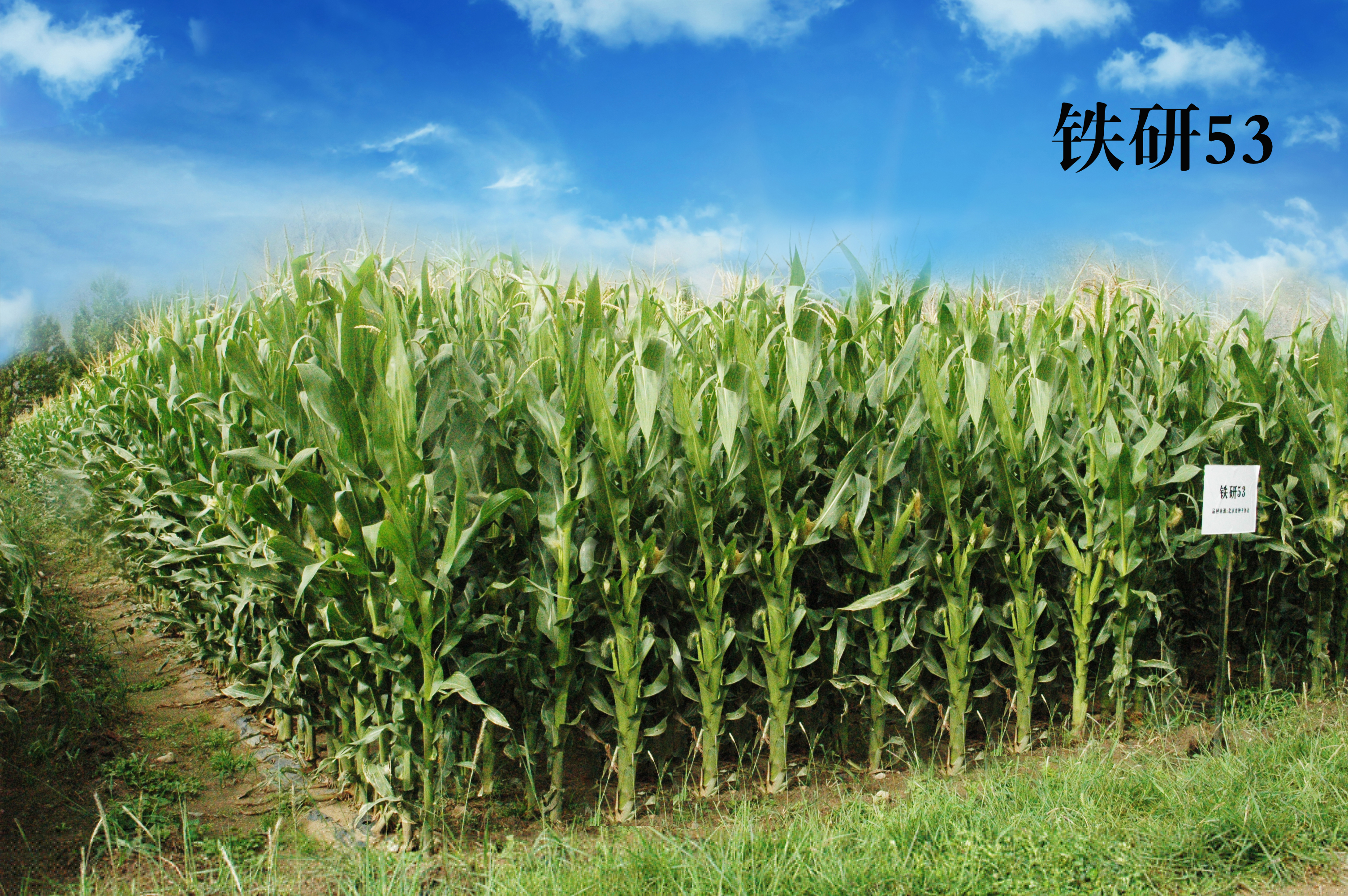 青贮玉米铁研53响应国家粮改饲
