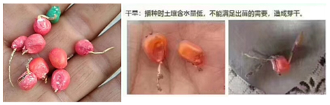 玉米种子干旱