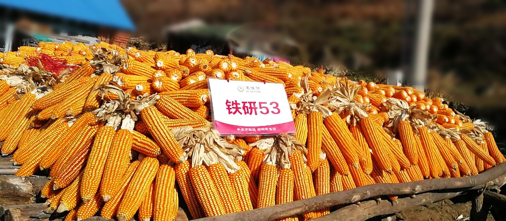 青贮玉米种子批发铁研53玉米种子