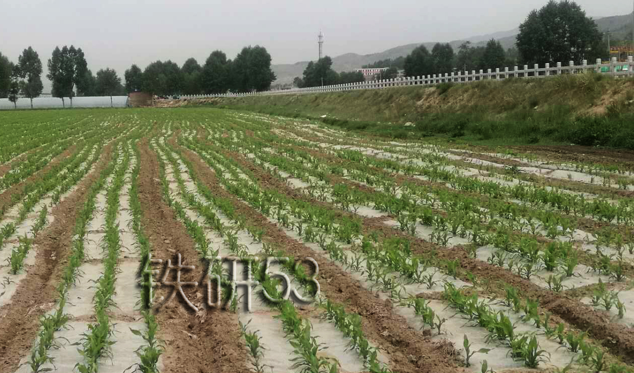青贮玉米铁研53播种期